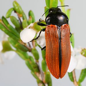 Castiarina rufipennis, PL0305, male, on Hysterobaeckea behrii, EP, 13.1 × 4.8 mm